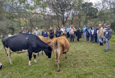La red de fincas silvopastoriles impulsa y promueve la sostenibilidad en las fincas de los productores de la región. Foto: noticias.unad.edu.co La red de fincas silvopastoriles de Nariño busca un cambio en el producción de producción