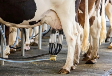 La lechería especializada atraviesa un momento difícil por los costos de los productos importados y la competencia que representan los buenos precios de la carne. Foto: concepto.de Lechería especializada