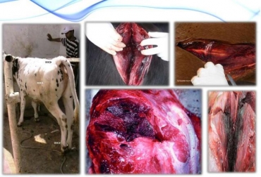 De acuerdo con Hugo Camargo, médico veterinario del Departamento de Asistencia Técnica de Vecol S. A., la vacuna Hexagán de Vecol ha sido diseñada con las cepas que se dan en nuestro país de enfermedades clostridiales en bovinos. Foto: Cortesía enfermedades clostridiales en colombia