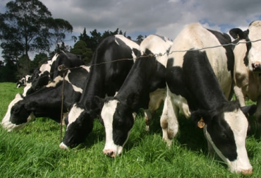 El éxito de una finca ganadera pasa por diversos aspectos como la genética, la nutrición y la administración, entre otros. Foto: Fedegán FNG Aspectos básicos para tener resultados positivos en ganadería bovina