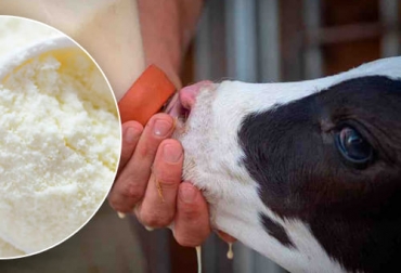 Reemplazo de leche de vaca por la en polvo para terneros ayuda a cumplir objetivos como un crecimiento más rápido. Foto: coopasan.com.co - agrocolun.cl Reemplazo de leche de vaca por la en polvo para terneros