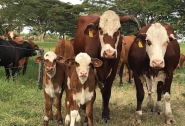 Los animales mestizos –vacas siete colores con toro brahman– los comercializo a $9.750 kilo de macho y la hembra $8.600, manifestó Marta Lilíana Gualtero Castro. Foto: Cortesía ganado braford