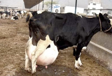 Entre las principales enfermedades metabólicas del país está la hipocalcemia, hipomagnesemia, síndrome de la vaca gorda, cetosis y la hipofosfatemia. Foto: Cortesía Enfermedades metabólicas más importantes del país