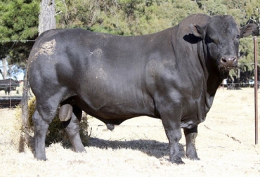 La raza Drakensberger se caracteriza por su imponente color negro y en las hembras, su importante cualidad materna. Foto: neumandrakensbergers.co.za Conozca a los bovinos Drakensberger