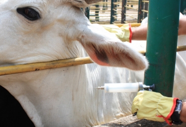 Los ciclos de vacunación que lidera Fedegán-FNG hacen parte de los compromisos más importantes para la ganadería colombiana. Foto: CONtexto Ganadero. ganadería bovina Colombia