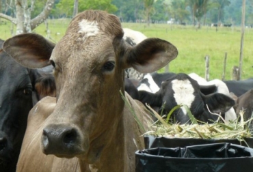 La rentabilidad del negocio ganadero radica en tener comida de calidad para los animales y son muchos los productores que la fabrican en sus fincas y para el comercio. Foto: Fedegán. fabrica de comida ganadera desde casa y para los demás