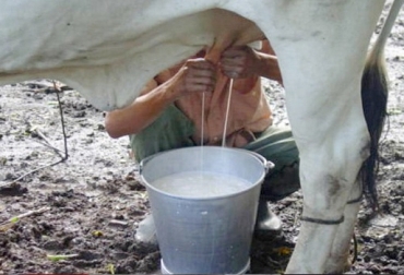 Con higiene en el ordeño se puede preservar la calidad de la leche. Foto: radiominas. Calidad de la leche disminuye por el verano