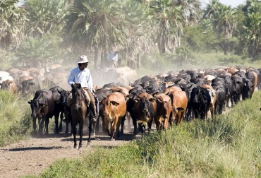 En el ciclo ganadero se distinguen claramente dos fases: retención y liquidación. Foto: Gobernación de Córdoba. La importancia de los ciclos ganaderos