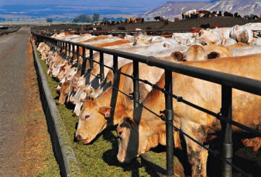La clave para que este sistema sea exitoso es la generación y establecimiento de los aspectos nutricionales y sanitarios adecuados para los bovinos. Foto: TVAgro confinamiento de ganado bovino