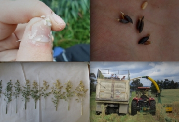 Las avenas requieren una excelente fertilización, que es determinada por los resultados previos del análisis de suelos. Fotos: Cortesía. avenas para ensilar