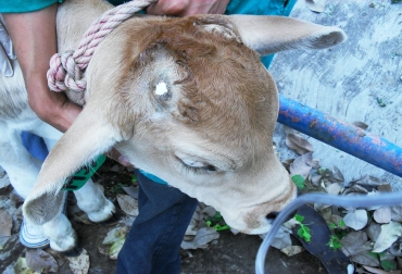 Las técnicas de descorne en bovinos son necesarias para evitar que con los cuernos se produzcan lesiones entre los animales. Foto: Cortesía Infortambo. Descorne en bovinos