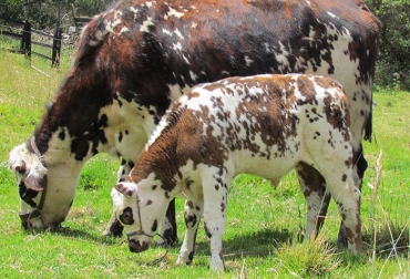 Existen marcadas diferencias entre el destete en ganado de leche y de carne. Foto: CONtexto Ganadero. Destete de crías para ganado de leche y carne