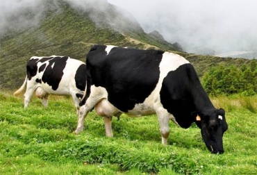 Insuleche fabrica dietas especiales para cada finca, dependiendo de la raza del ganado y la época del año. Foto: Archivo. Insuleche fabrica dietas especiales para cada finca, dependiendo de la raza del ganado y la época del año. Foto: Archivo.