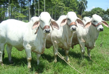 La raza cebú puede llegar a generar entre 15 y 20 kilogramos de carne al mes. Foto: Asocebú. Ganado cebú