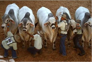 Los reproductores son responsables del 80% de la genética del hato. Foto: Asocebú Colombia Toro Cebú.jpg