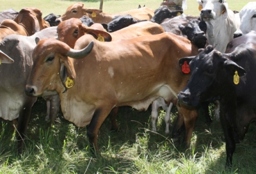 La mastitis en la enfermedad de control no oficial que más afecta la ganadería colombiana. Foto:CONtexto Ganadero. enfermedades vacunas sin control oficial Colombia