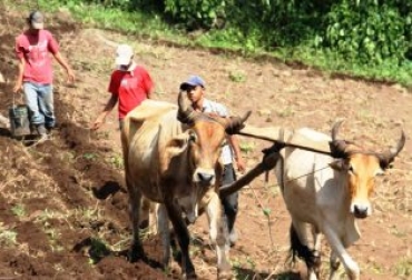 Ciclos de vacunación, venta de carne y ganado en pie, expedición de guías sanitarias y TLC's grandes temas en el sector ganadero durante 2012. Foto: Archivo Fedegán. Ganadería colombiana. Foto: Archivo Fedegán.