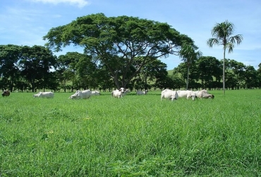 La recuperación de la biodiversidad en los sistemas ganaderos puede ser lenta, por lo que es urgente generar un cambio en los actuales sistemas de producción. Foto: Agencia de Noticias UNal. Ganadería sostenible frente al cambio climático