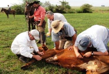Los parásitos harán que los semovientes se estresen y bajen su producción cárnica y láctea. Foto: Perulactea. Control de parásitos en ganado