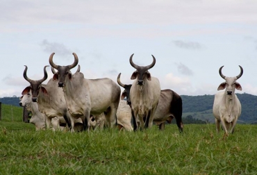 El ganado Guzerá es uno de los más recomendados para desarrollar el esquema doble propósito en Colombia. Foto: Asocebú Colombia Ganado Guzerá para doble propósito