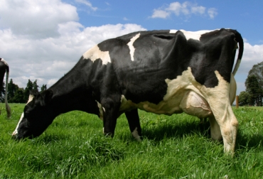 En Colombia hay 8 millones 200 mil reses doble propósito y 1 millón 500 mil animales en lechería especializada. Foto: CONtexto Ganadero. ganadería doble propósito y lechería especializada