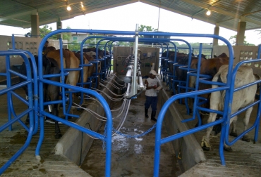 La tecnología es una buena aliado de los ganaderos en pro de aumentar su productividad. Foto: José A. Saade. Productividad ganadera.