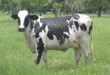 En promedio un ganadero que posea menos de 50 hembras aptas para la reproducción ha adquirido 14.7 pajillas. Foto: Fernando Medina. Genética para Todos