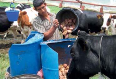 El consumo excesivo de papa puede generar problemas digestivos y de acidosis en el animal. Foto: Cortesía - Revista Papa. Suplemento de papa para ganado