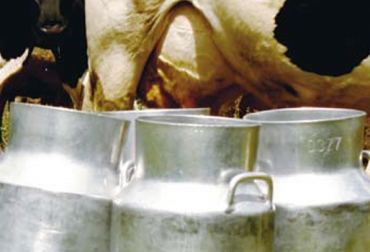 Agua, sol, sales y forrajes son fundamentales en la dieta de una vaca para producir leche de calidad. Foto: CONtexto Ganadero. producción de leche en Colombia.