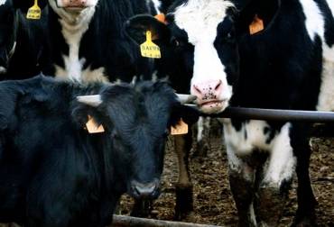 Cuando los animales alcanzan ente los 280 y 350 kilogramos están listos para la venta tras su levante. Foto: CONtexto Ganadero. levante vacas y toros