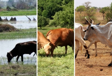Conozca las claves para poderle dar bienestar animal a su ganado en invierno o verano. Foto: CONtexto ganadero. Factores climáticos productividad del ganado