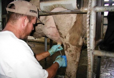 La clave para que el hato esté libre de mastitis es un buen ordeño. Foto: CONtexto Ganadero. mastitis bovina