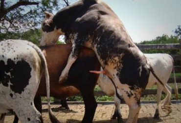 El toro calentador probador de celos trabaja durante 1 año, luego de ser operado a los 12 o 14 meses de edad. Foto: Suministrada por César Gómez Velázquez. toro probador
