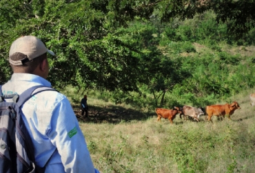 Este productor ha visto el potencial de seguir los consejos recibidos durante el acompañamiento y asistencia técnica. Foto: Javier Felipe Ruiz. ganadería colombiana sostenible