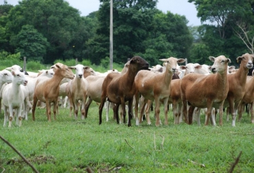 Esta actividad que antes era de índole familiar y tradicional, ahora cuenta con una visión empresarial. Foto: Cortesía Kordero's. ganadería ovina en Colombia