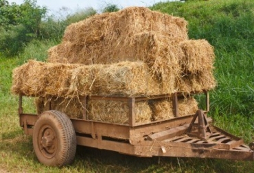 Los pastos son la fuente de nutrientes más económica para el ganado, pero los ciclos de escasez (durante la sequía) y de abundancia (en invierno). Foto: Cipav Fabricar heno para alimentar ganado