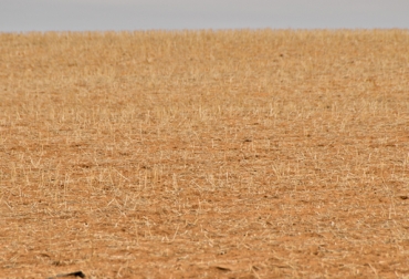 La escasez de agua y la baja precipitación que trae consigo el Fenómeno de “El Niño”, afectan directamente la producción de cultivos. Foto: CONtexto ganadero. Fenómeno del Niño Colombia