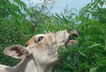Otro error de los ganaderos es erradicar los árboles. Sin embargo, la tendencia es apostarle a los sistemas silvopastoriles, los cuales ayudan en el proceso de reforestación. Foto: naturalpres.blogspot.com Pasturas nativas