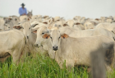 La mayoría de las empresas productoras de ganado bovino, se fundamentan con la producción y uso de pasturas. Foto: Fedegán Planeación forrajera para nutrición bovina