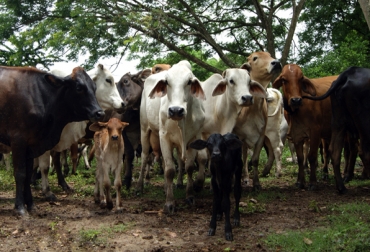 La mejora de los índices de preñez está ligada a una serie de factores que van desde la aplicación de técnicas reproductivas, hasta el manejo de pasturas y forrajes. Foto: AsoCebú Colombia Aumento en índices de preñez