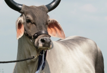 Cualquier raza bovina puede resultar 100 % pura. Foto: Asocebú. ganado colombiano 100 % puro