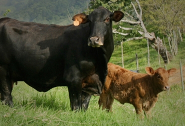 Todo ganadero quiere que sus vacas queden preñadas y tengan crías vivas, aseguran expertos. Foto: CONtexto Ganadero. preñez bovina