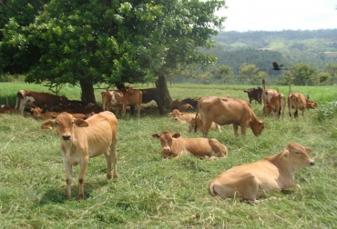 Los árboles ayudan al ganado generando una óptima producción cárnica y láctea. Foto: Corpoguajira. Silvopatoreo y ganadería colombiana