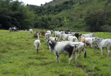 Actualmente hay cerca de 50 ganaderos implementando el modelo de 'Fincas Ecológicas'. Foto: Jorge Humberto Moreno fincas ecológicas colombia