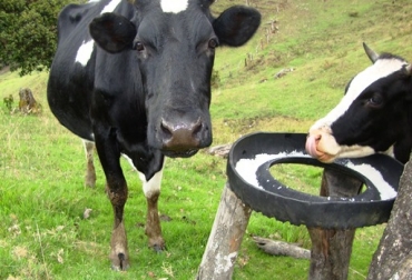 Es importante suministrarle al animal sal mineralizada para mejorar su productividad y crianza. Foto: Sandpatyval Minerales en la ganadería