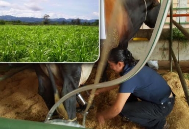 Sembrar pastos y agua, 2 acciones que no deben dejar de hacer los ganaderos en Colombia Foto: CONtexto ganadero. siembra de pastos