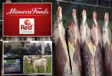 La sequía bajó la producción láctea, ocasionó desplazamiento y muerte de reses. Foto: CONtexto ganadero. ganadería carne
