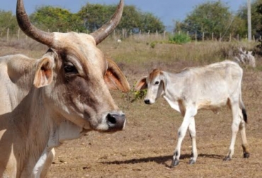 El verano ha afectado al departamento durante 2 años seguidos. Foto: www.cubadebate.cu ganadería La Guajira