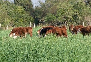 La avena es un suplemento con alto contenido de energía para las vacas de trópico alto. Foto: inta.gob.ar Aporte energía ganado trópico alto, energía ganado clima frío, aportes nutricionales pastos clima frío, pastos trópico alto, pastos clima frío, bloques multinutricionales trópico alto, proporcionar energía al ganado en trópico alto, CONtexto ganadero, ganaderos Colombia, noticias ganaderas Colombia