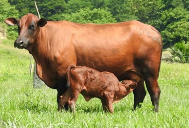Los ganados de la raza Velásquez son el resultado de cruce entre Brahman Rojo, Red Poll y Romosinuano. Foto: Cortesía raza velásquez, bondades raza Velásquez, características raza Velásquez, origen raza Velásquez, raza Velásquez 2017, inventario ganado Velásquez Colombia, CONtexto ganadero, ganaderos colombia, noticias ganaderas colombia